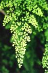 : - Adiantum excisum