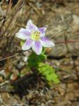 : - Lycium chilense