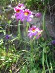 : - Schizanthus litoralis