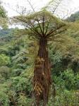 : - Sphaeropteris quindiuensis