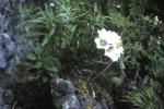 : - Wahlenbergia grahamiae