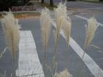 Chinaschilf - Miscanthus sinensis