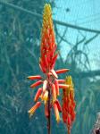 :-Aloe nyeriensis