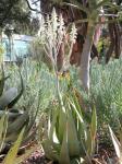 : - Aloe tomentosa