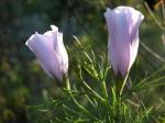 : - Alyogyne hakeifolia