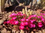 : - Cephalophyllum subulatoides