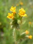 Menzies-Amsinckie - Amsinckia menziesii