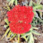 :-Crassula perfoliata var. falcata