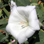 : - Datura innoxia