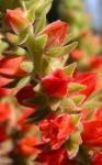 Plüschpflanze - Echeveria pulvinata