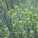 Milchbusch - Euphorbia mauritanica