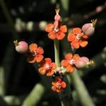 : - Euphorbia stolonifera
