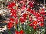 : - Rhodophiala bifida