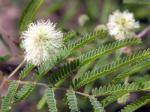 : - Lysiloma watsonii