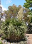 : - Nolina longifolia