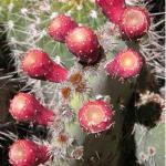 : - Maihueniopsis glomerata