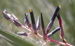:-Puya coerulea var. violacea