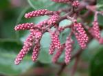 Zucker-Sumach - Rhus ovata