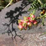 Dornige Bibernelle - Sarcopoterium spinosum