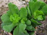 : - Adromischus cristatus var. zeyheri