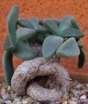 : - Deilanthe peersii
