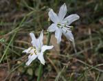 : - Anthericum baeticum