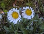 Herbst-Gänseblümchen - Bellis sylvestris