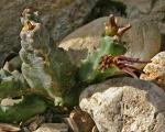 : - Caralluma munbyana