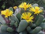 : - Carruanthus peersii