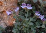 : - Chaenorhinum origanifolium subsp. crassifolium