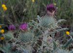 : - Cirsium echinatum