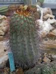 : - Copiapoa cinerea var. haseltoniana