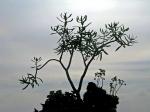 : - Crassula sarcocaulis