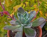 : - Echeveria affinis