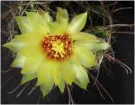: - Thelocactus setispinus