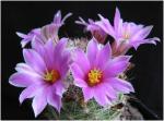 : - Mammillaria boolii