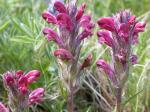 : - Pedicularis cystopteridifolia