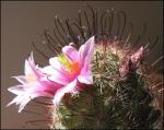 : - Mammillaria grahamii