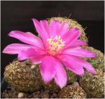 : - Sulcorebutia canigueralii