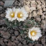 : - Turbinicarpus schmiedickeanus subsp. schwarzii