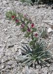 : - Echium albicans