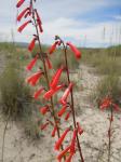 : - Penstemon eatonii