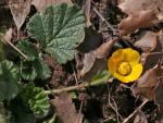 Wald-Nelkenwurz - Geum sylvaticum