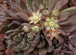 : - Graptopetalum rusbyi