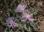 : - Jurinea humilis
