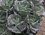 Tiger Calanchoe - Kalanchoe rhombopilosa