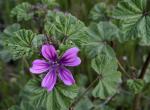 : - Lavatera cretica