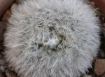 : - Mammillaria albicoma
