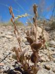 : - Phacelia incana