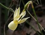 : - Narcissus cernuus